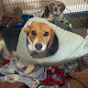 Meet your Posher, Harry